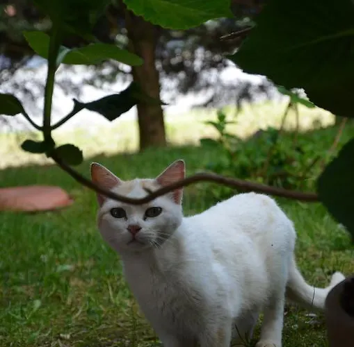 Da Luca * Calendasco