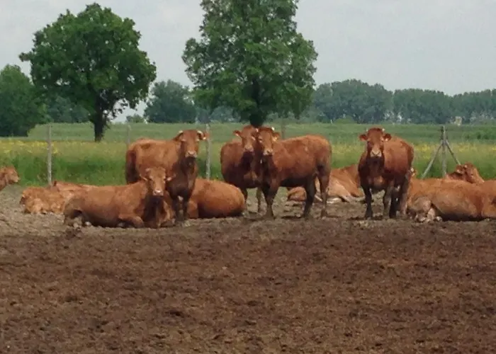 Da Luca * Calendasco