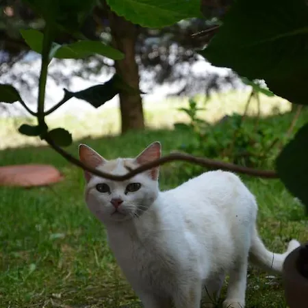 Da Luca * Calendasco